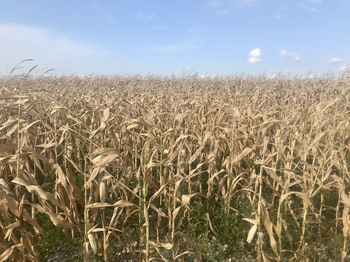 This picture represent a yellow, completely dry maize field against a clear blue sky. It was taken in the begining of August 2022, when maize fields are supposed to be green and lush.